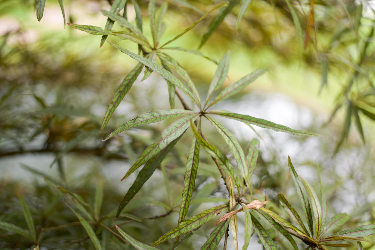 grönt blad bakgrund foto