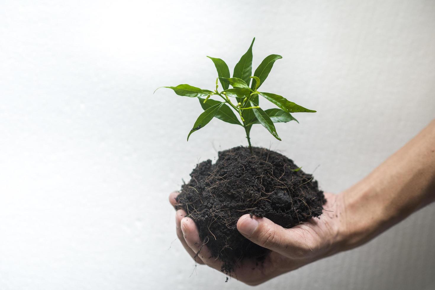 mänsklig hand plantera ett träd på vit bakgrund, rädda jorden koncept foto