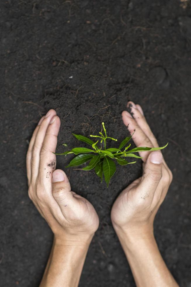 mänsklig hand plantera ett träd på vit bakgrund, rädda jorden koncept foto