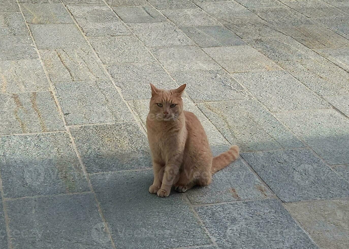 tabby katt utomhus- foto