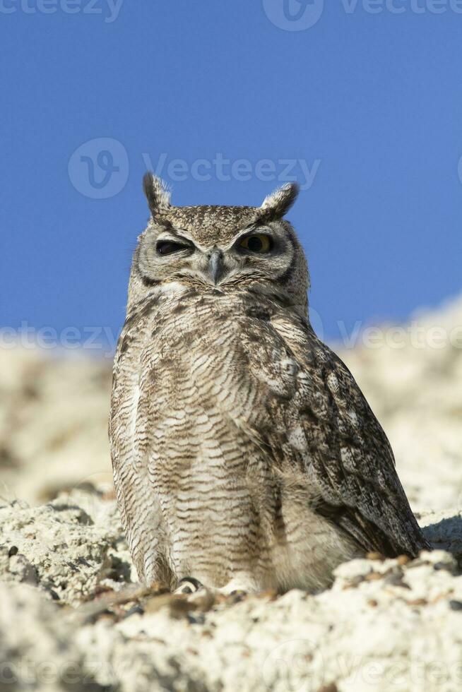 bra behornad Uggla, bubo virginianus nacurutu, halvö valdes, patagonien, argentina. foto