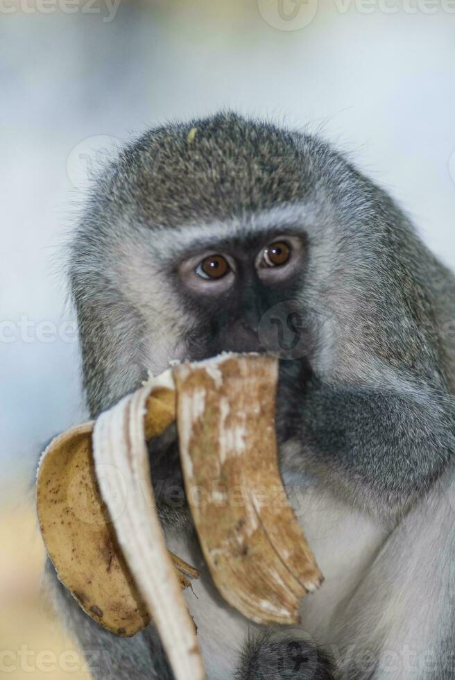 vervet apa äter en banan, kruger nationell park, söder afrika foto