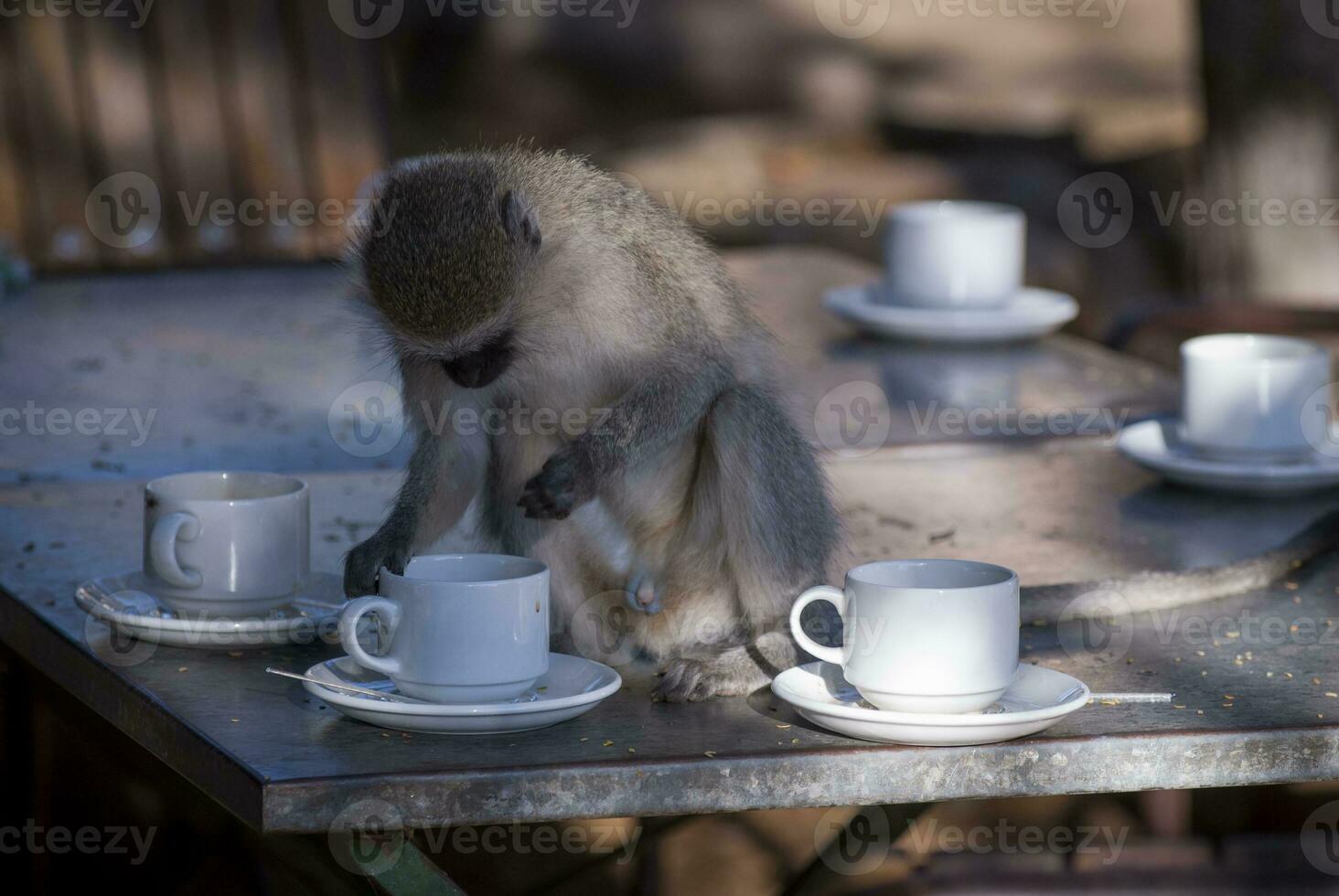 vervet apa, kruger nationell park, söder afrika foto