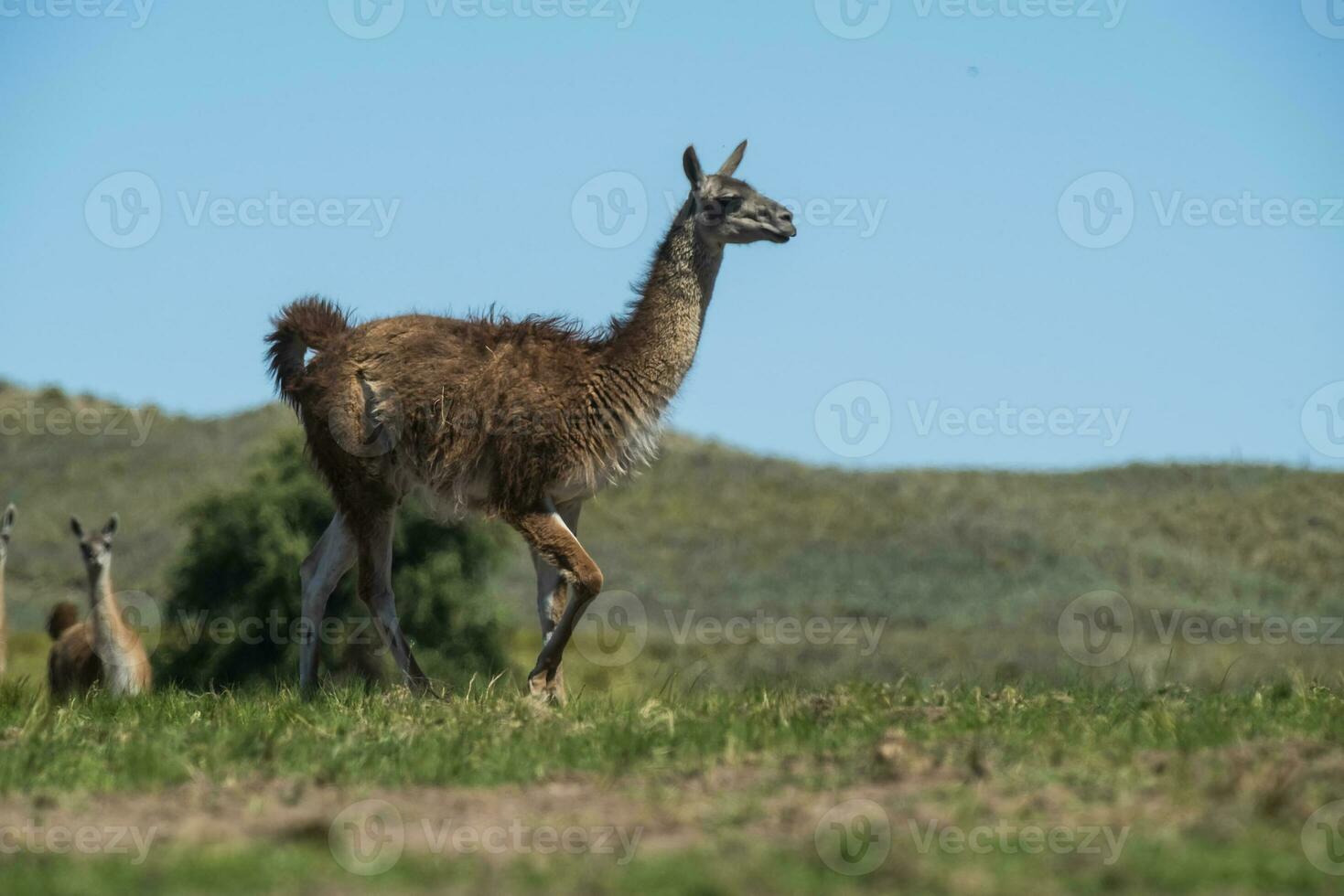 guanacos i pampas gräs miljö, la pampa, patagonien, argentina. foto