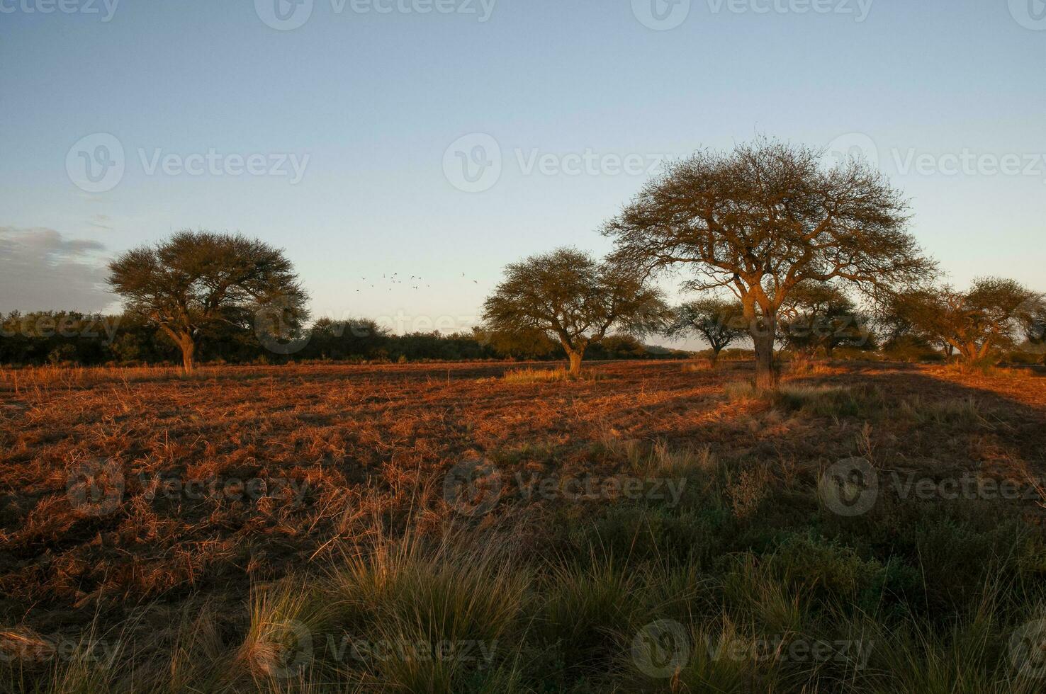 pampas träd landskap, la pampa provins, patagonien, argentina. foto