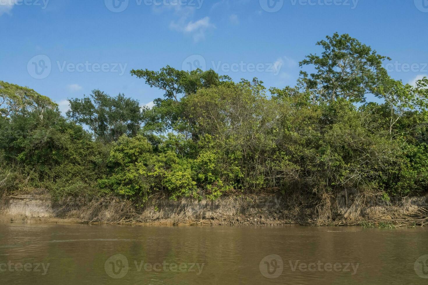 amazon djungel till flod banker, Brasilien foto