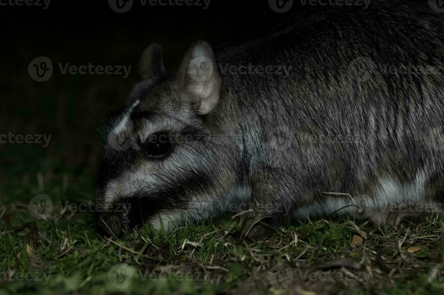 vizcacha , lagostomus maximus, el palmar nationell parkera , entre rios provins, argentina foto