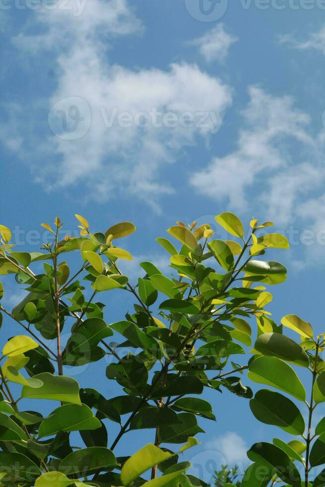 Foto av grön löv med klar blå himmel som bakgrund