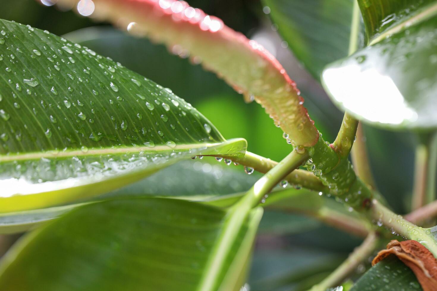 makro skott av utomhus- ficus täckt i regn droppar, helgon lucia, soufrier foto