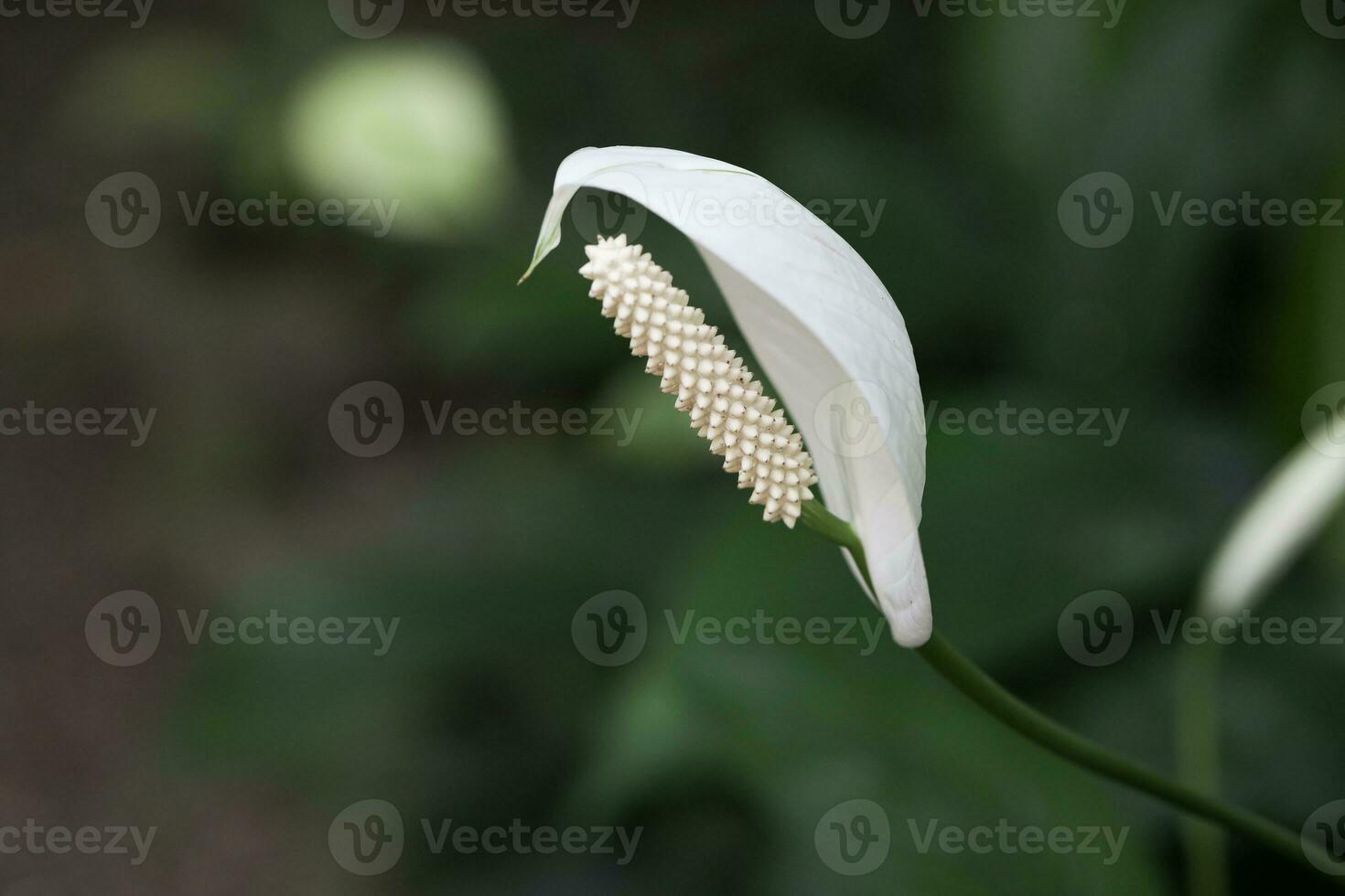 lysichiton eller vit skunk kål i blomma stänga upp foto