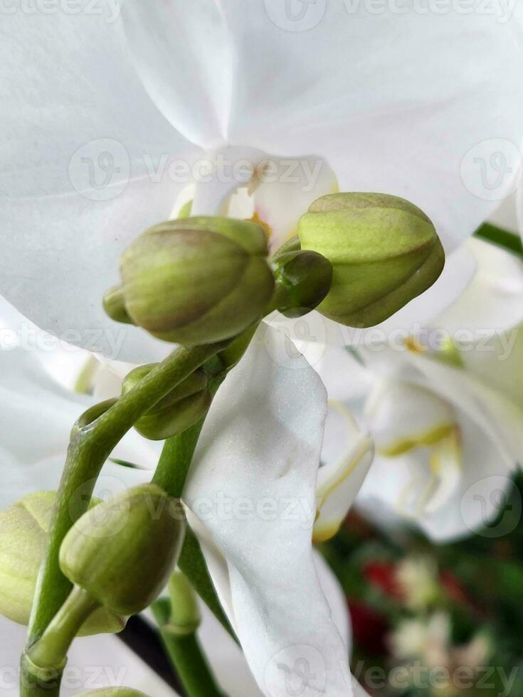 orkide. vit orkide blomma. bakgrund för en hälsning kort foto