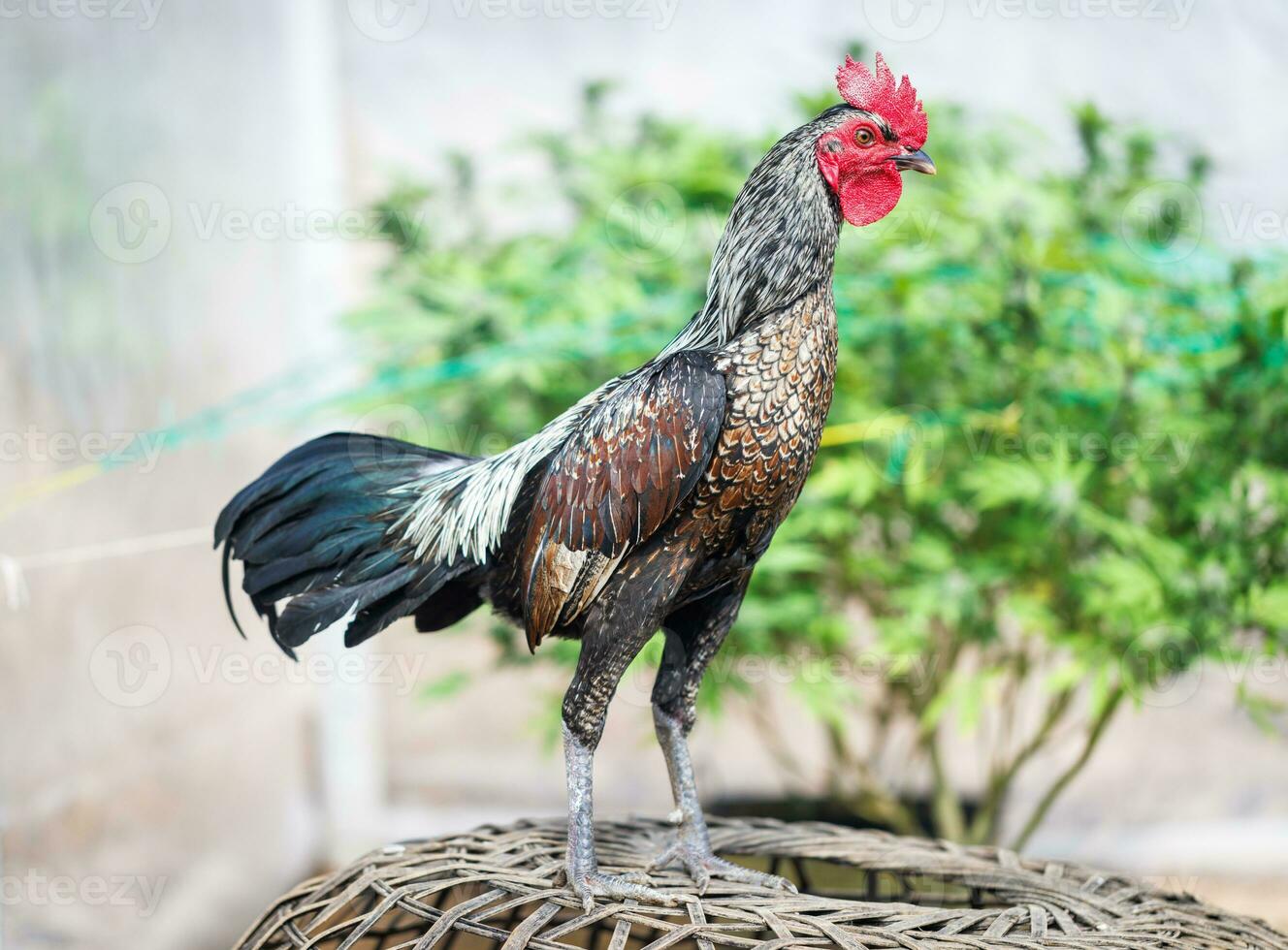 skön tupp stående i suddig natur grön bakgrund. thai tupp, thai tuppfäktning, kyckling stående. foto