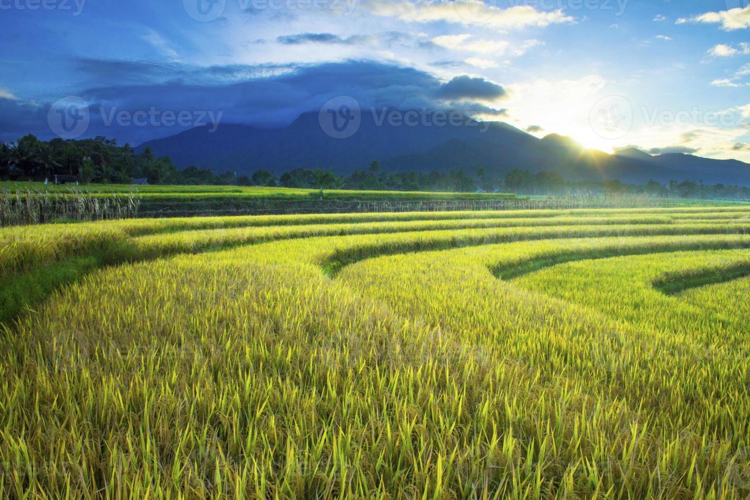solljus på gröna risfält på morgonen foto