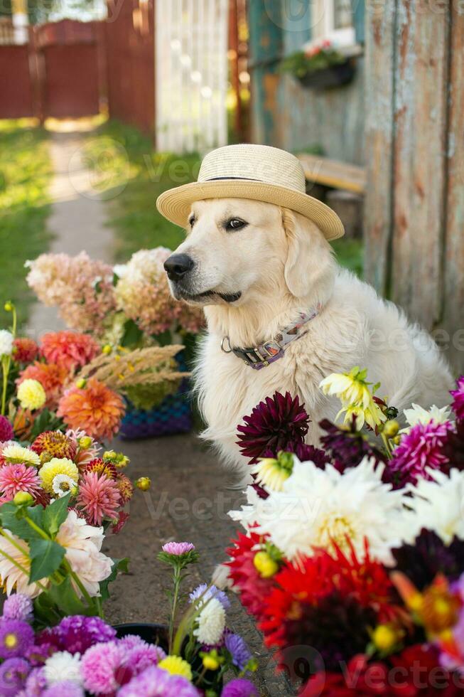 en vit labrador retriever sitter nära höst blommor med en hatt på hans huvud foto