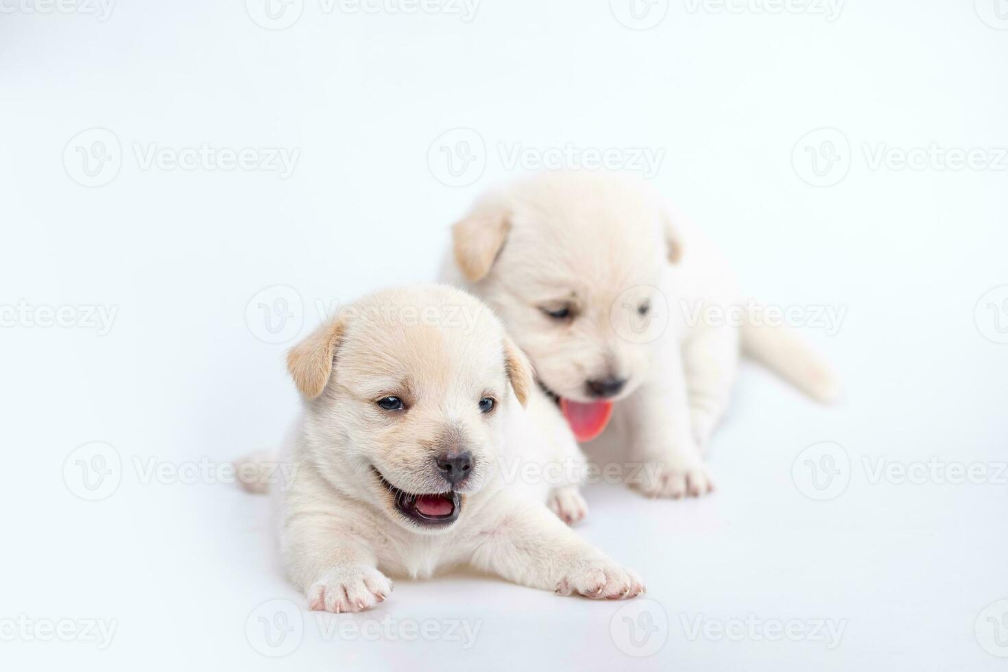 söt nyfödd av valp hund isolerat på vit bakgrund, grupp av små valp vit hund foto