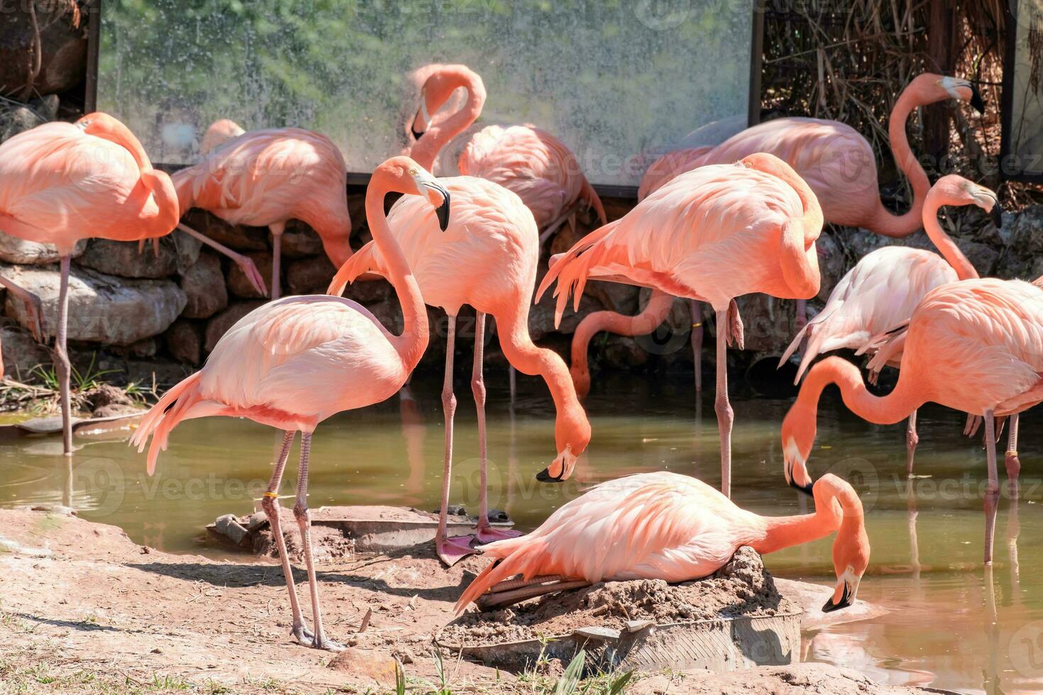flock av rosa flamingos gående förbi de flod i de Zoo. foto