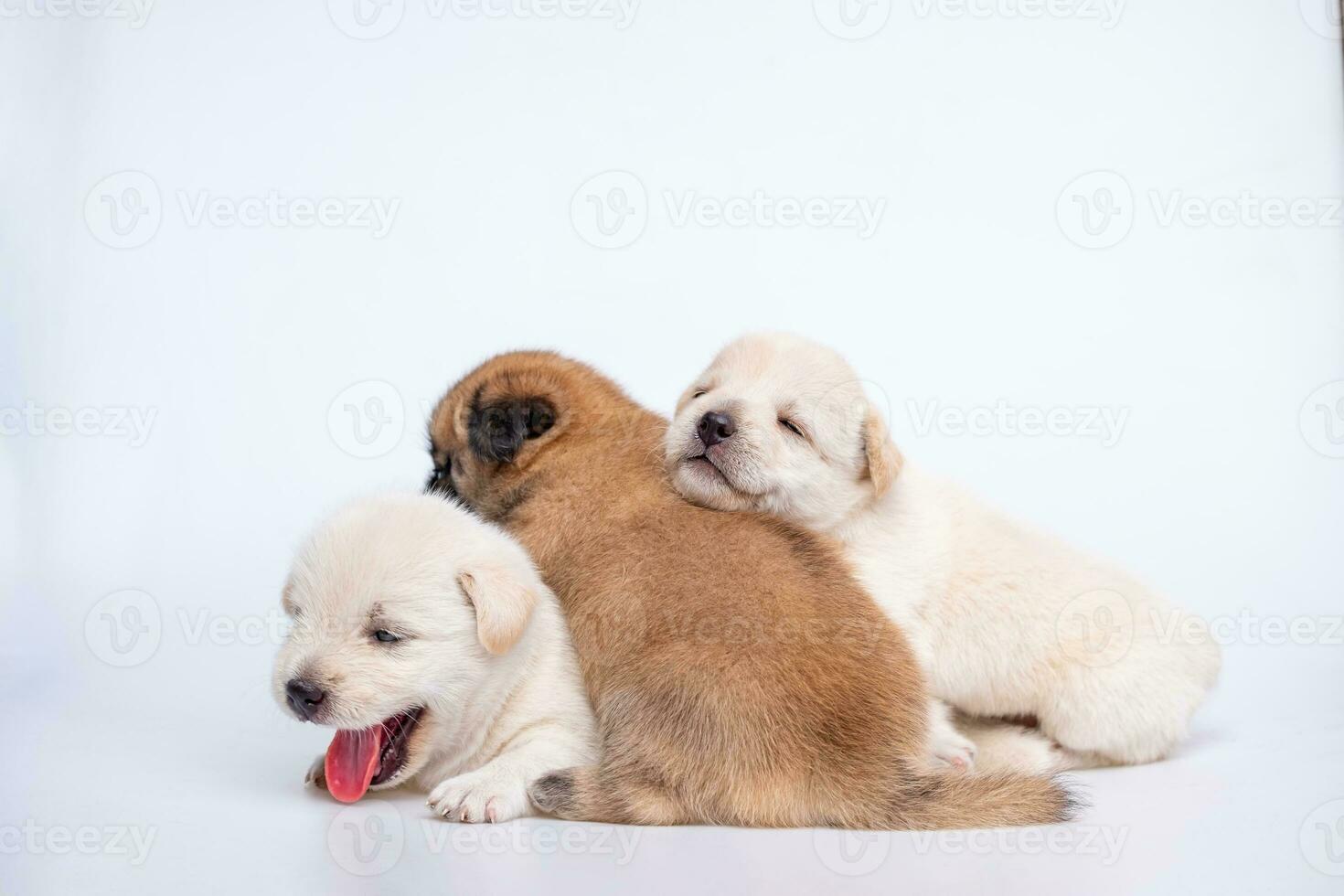 söt nyfödd av valp hund isolerat på vit bakgrund, grupp av små valp vit och brun hund foto