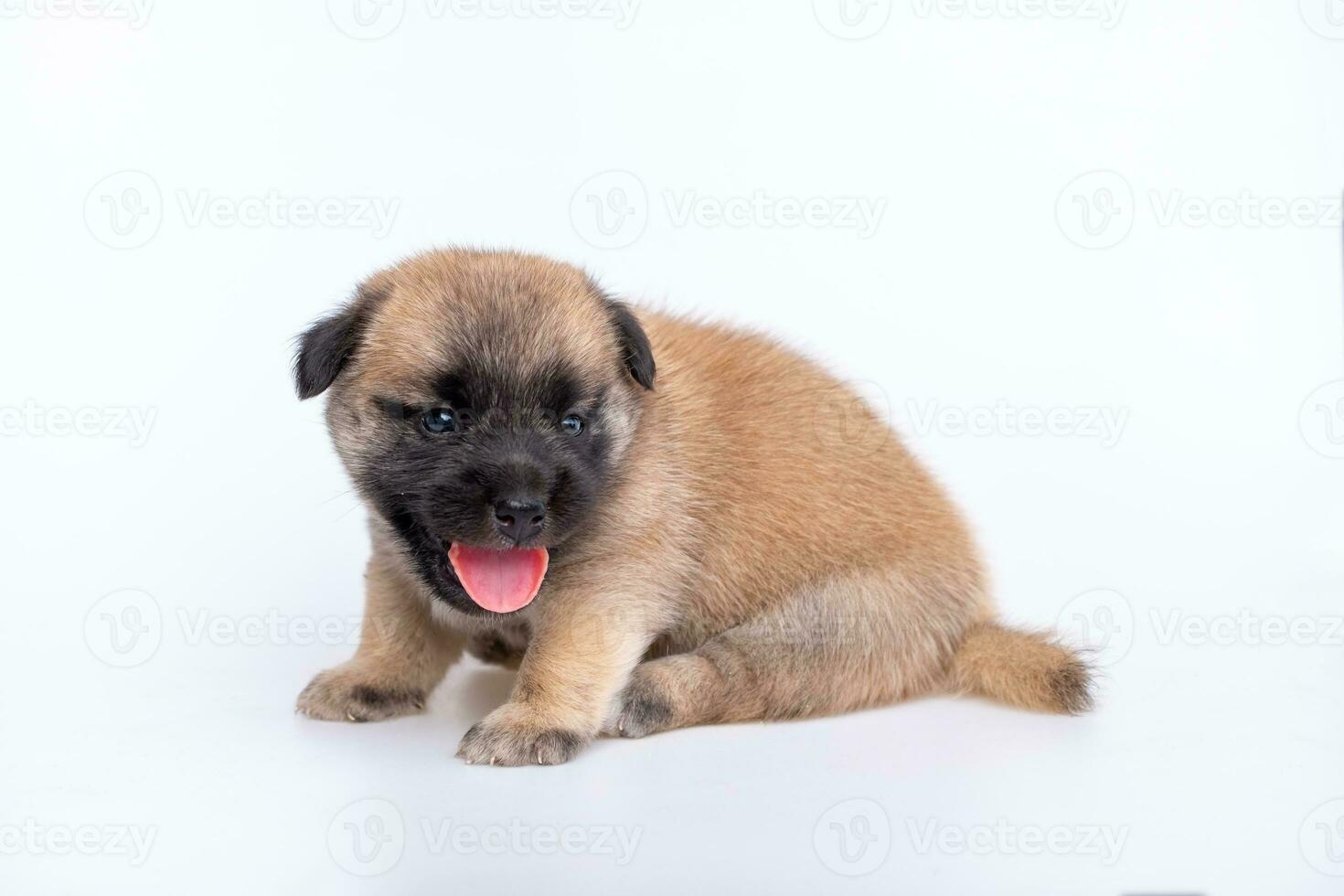 söt nyfödd av valp hund isolerat på vit bakgrund, full kropp stående av små brun hund foto