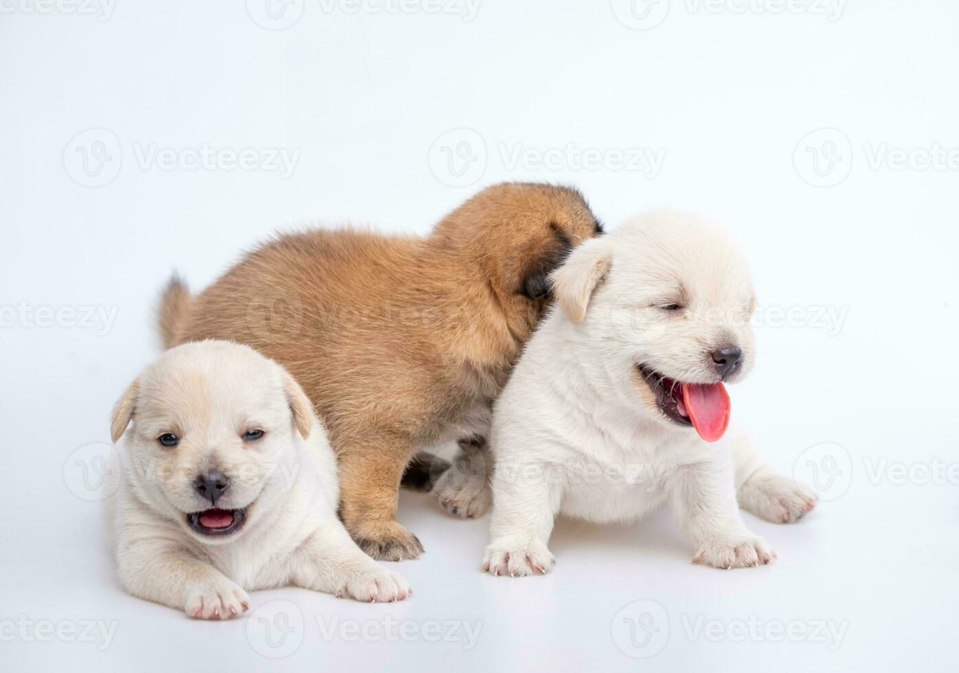 söt nyfödd av valp hund isolerat på vit bakgrund, grupp av små valp vit och brun hund foto
