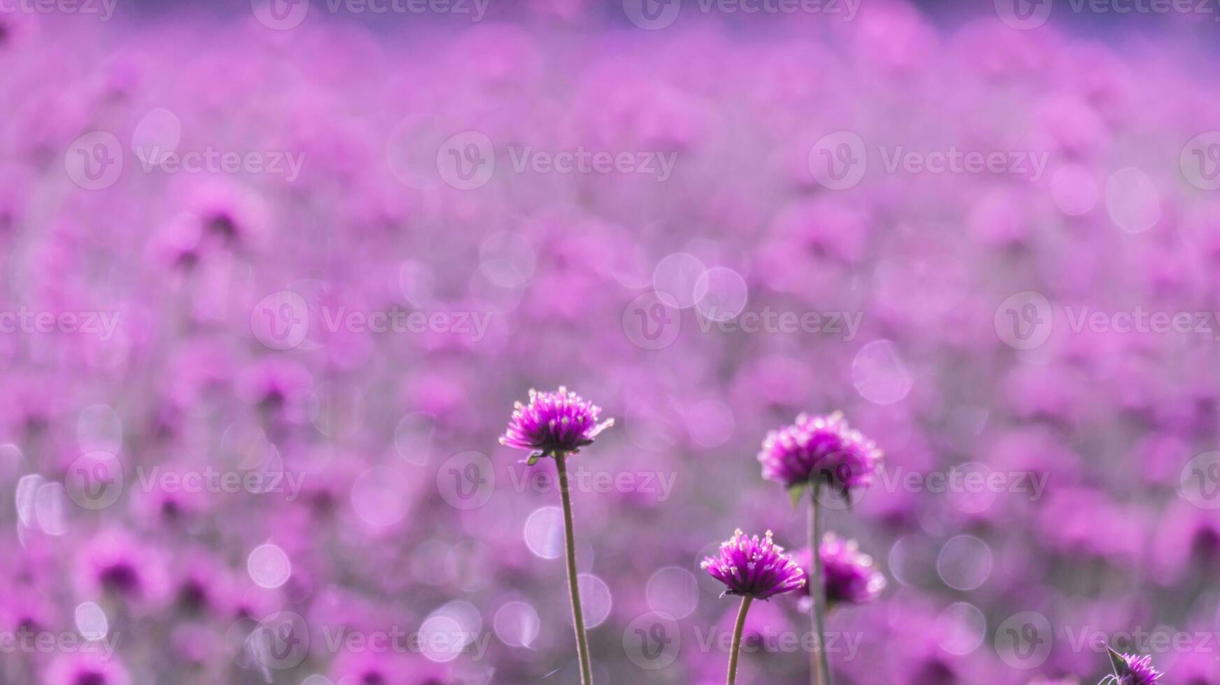 rosa amarant blomma blomma på fält, skön växande och blommor på äng blomning i de morgon.mjuk pastell på natur bokeh bakgrund foto