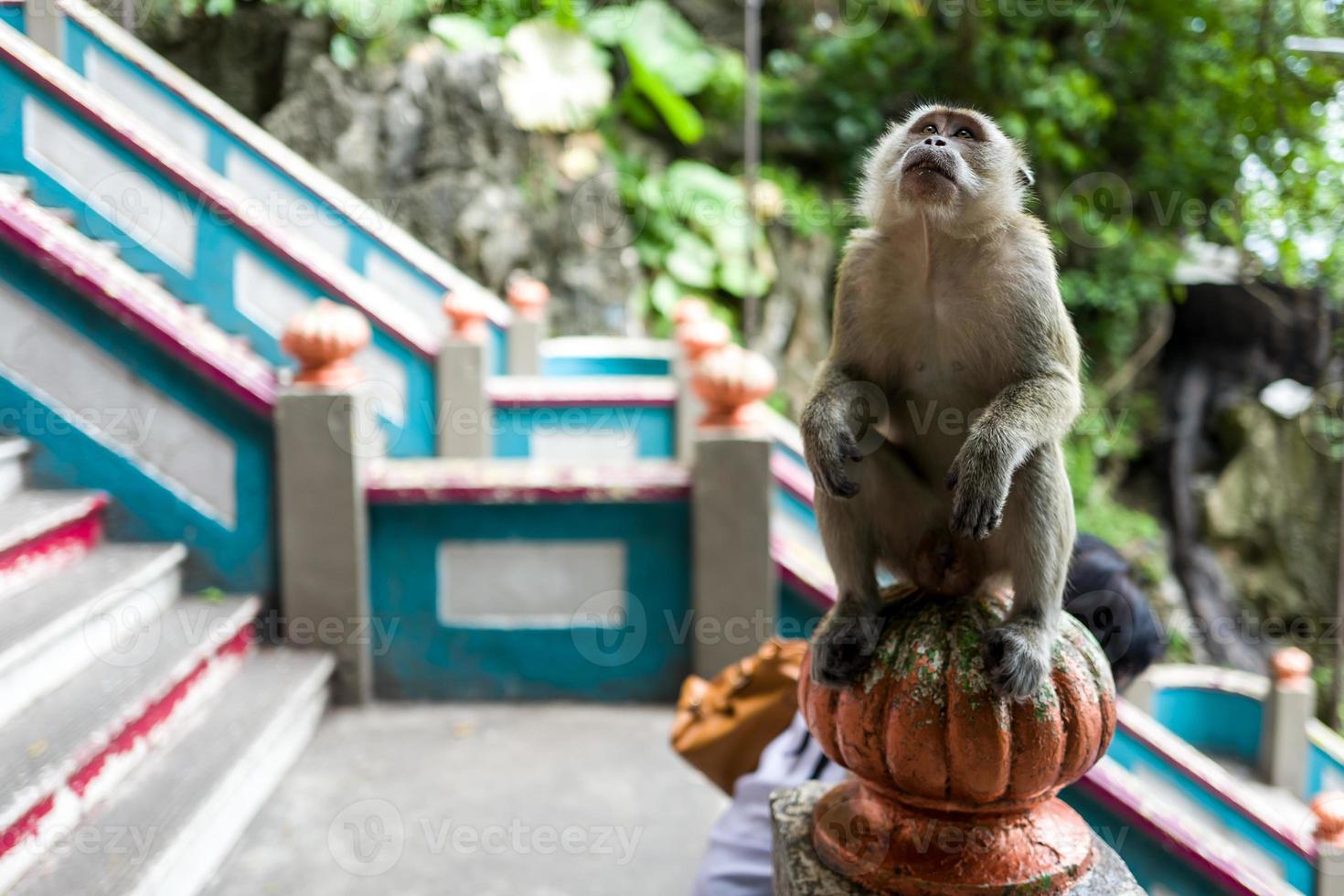 en apa nära batugrottorna i Kuala Lumpur foto