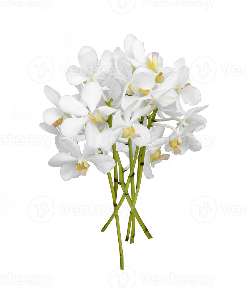 bukett av skära ut vit dendrobium orkide stam blomma isolerat på vit bakgrund foto
