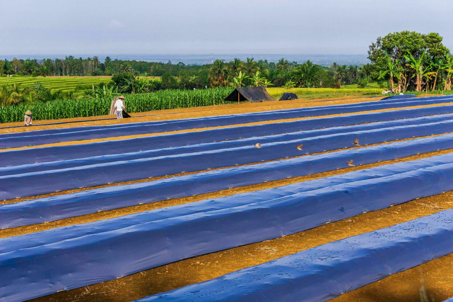 bengkulu, Indonesien, 2023 - by liv med jordbrukare arbetssätt i de ris fält foto