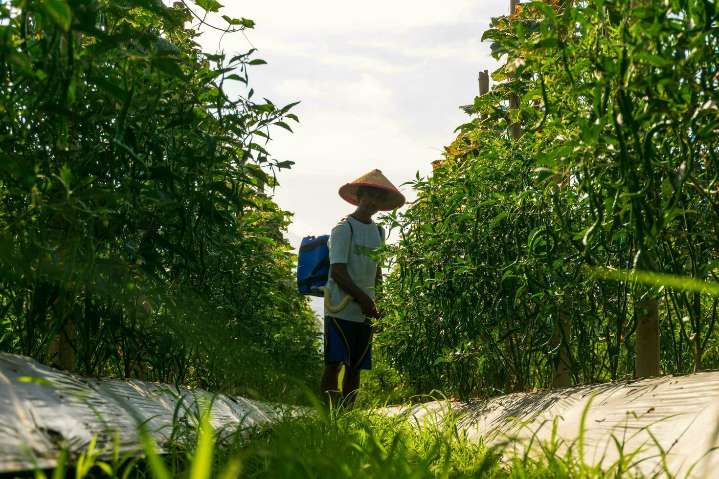 de aktiviteter av jordbrukare i de ris fält i de barisan berg, bengkulu, norr indonesien foto