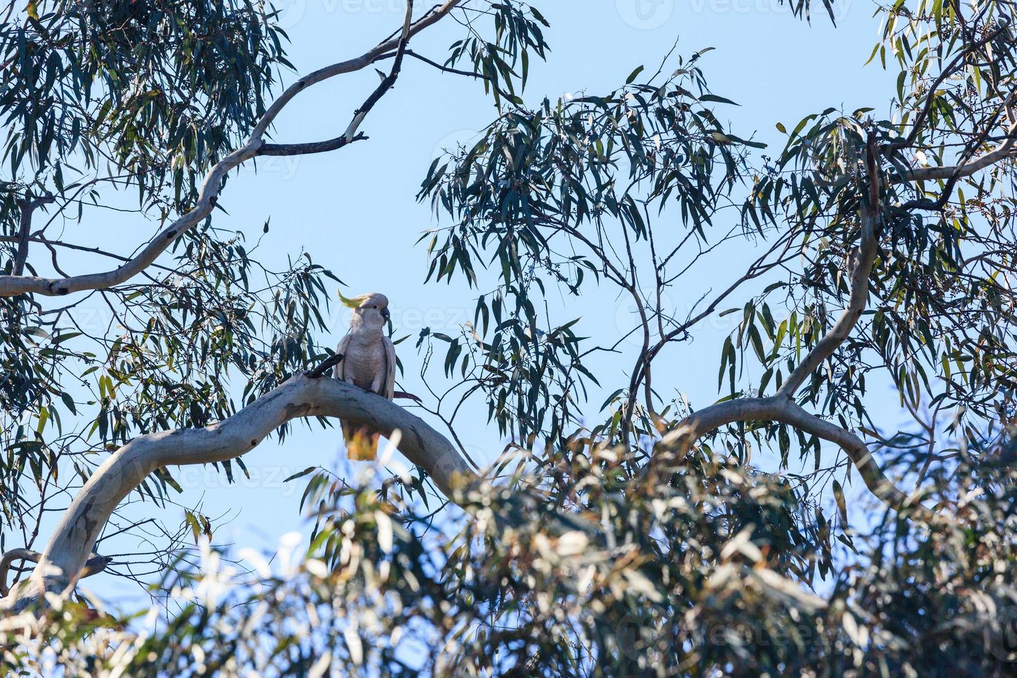 svavelkrossad kakadua. cacatua galerita new south wales australia foto