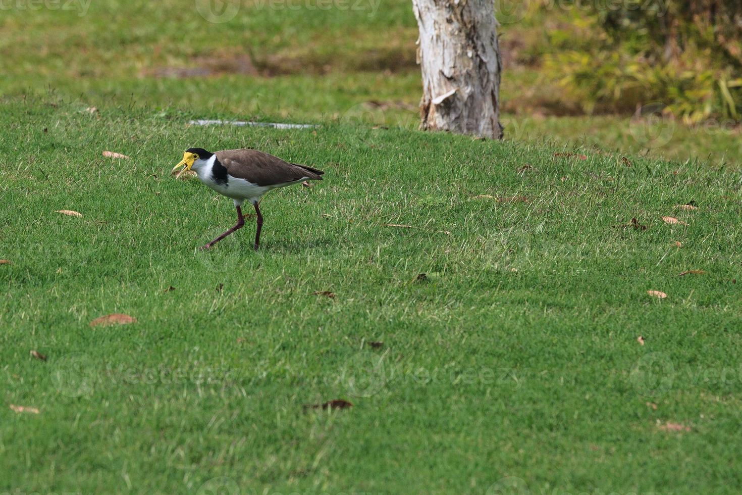 svartformad lapwing vanellus miles novaehollandiae solsken kust universitet campus queensland australien foto