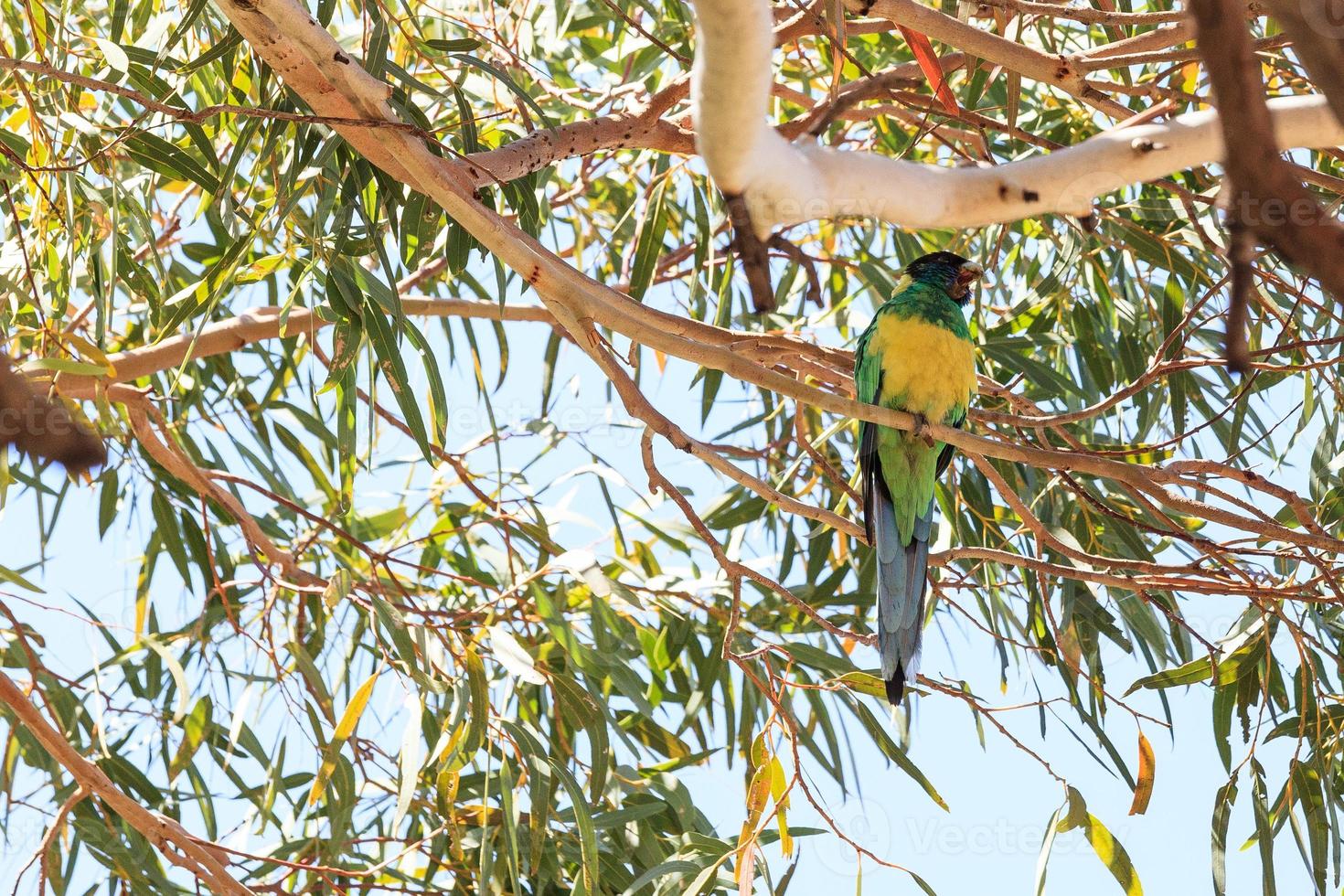 port Lincoln papegoja Barnardius zonarius ssp. zonarius vid kata tjuta parkerar norra territoriet australien foto