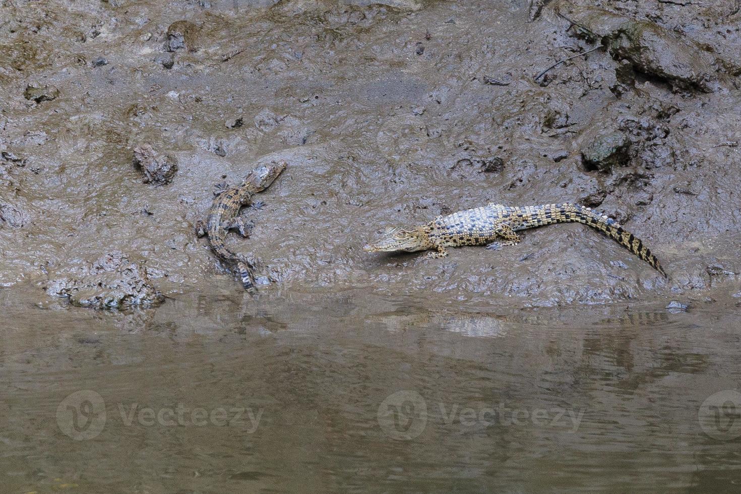 saltvattenkrokodil crocodylus porosus daintree queensland australien foto