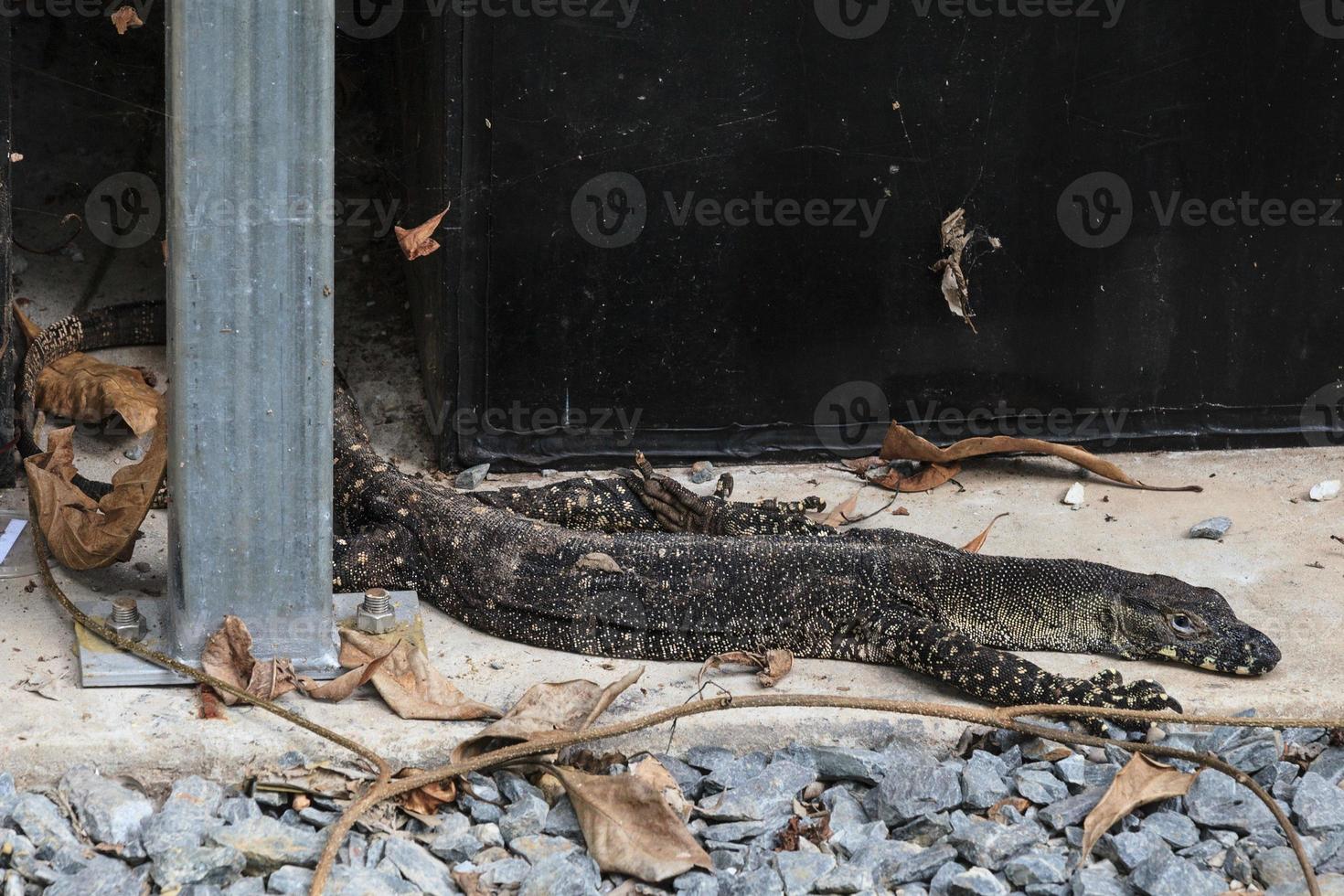 spetsmonitor varanus varius cape tribulation queensland australia foto