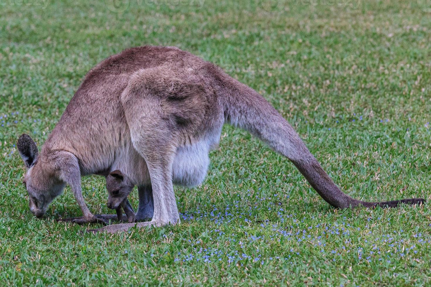 östra grå känguru macropus giganteus solsken kust universitet campus queensland australien foto