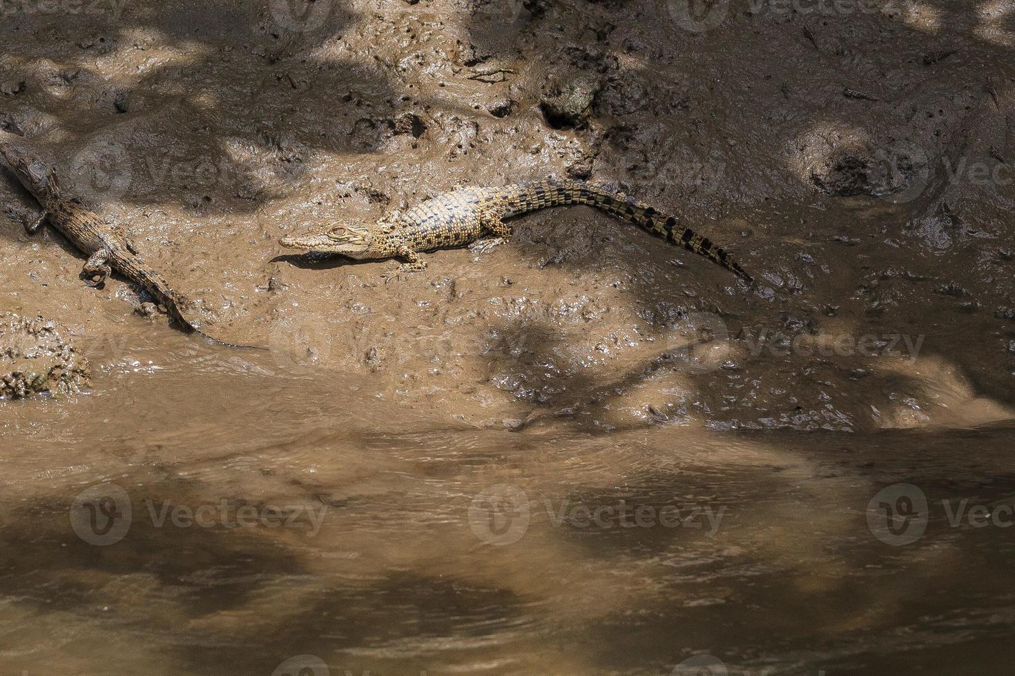 saltvattenkrokodil crocodylus porosus daintree queensland australien foto