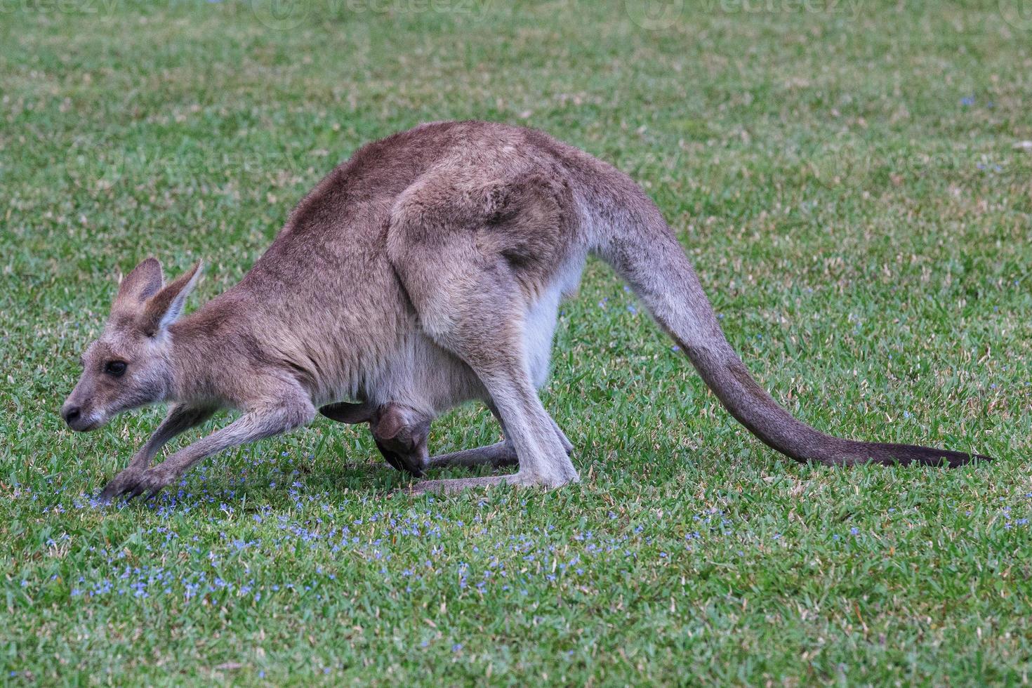 östra grå känguru macropus giganteus solsken kust Queensland australien foto