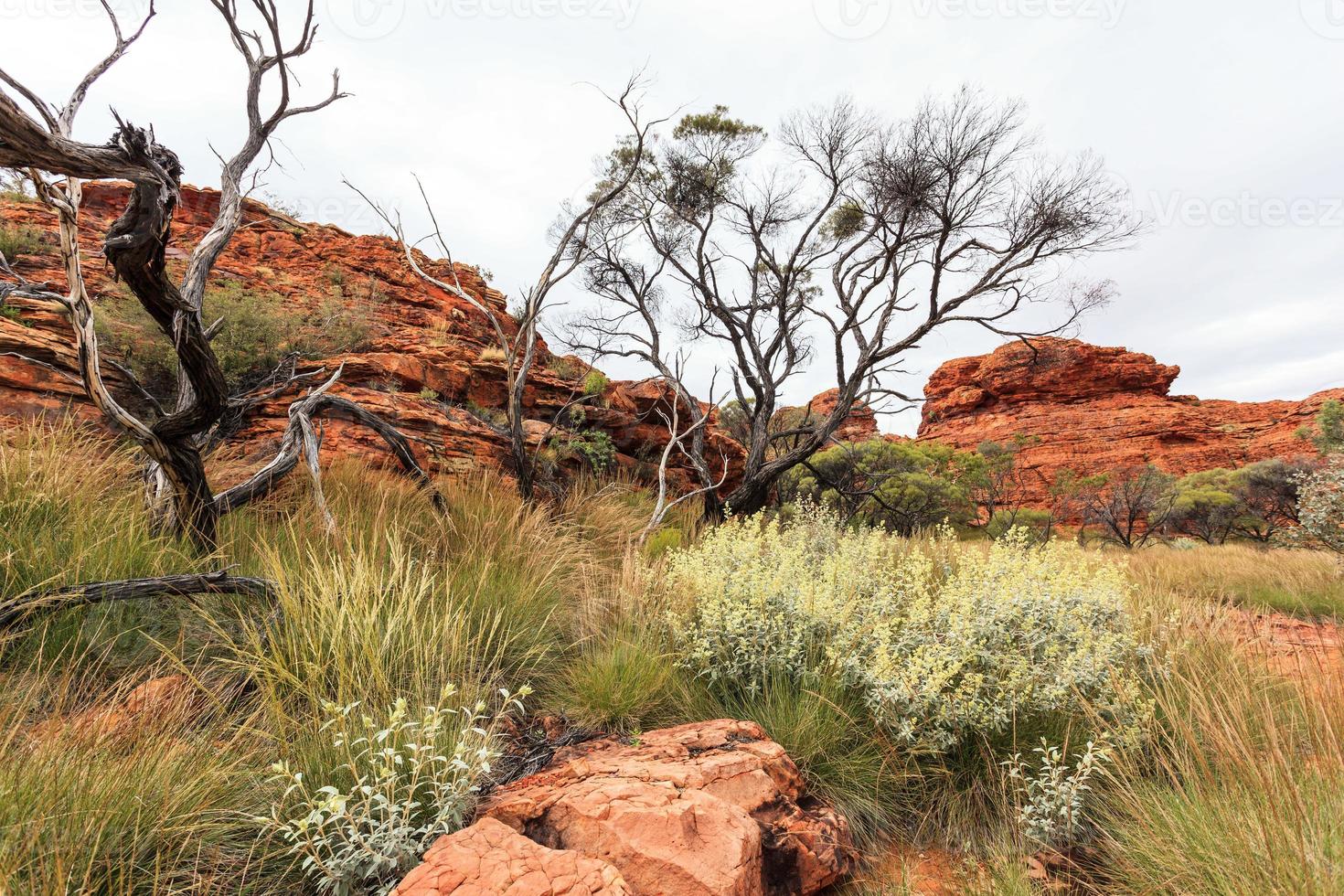 Kings Canyon norra territoriet Australien foto