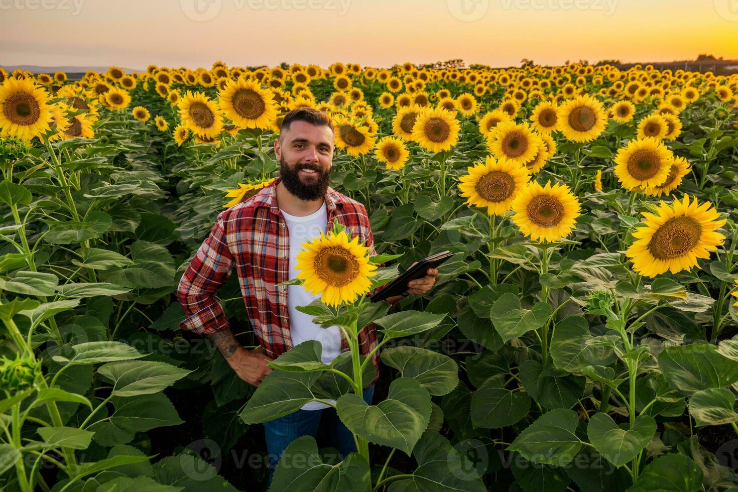 Lycklig jordbrukare är stående i hans solros fält som är i blomma. han är Lycklig eftersom av Bra säsong och Bra framsteg av de växter. foto