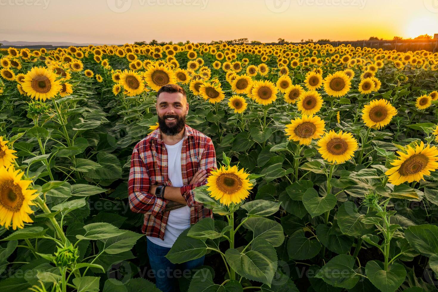 Lycklig jordbrukare är stående i hans solros fält som är i blomma. han är Lycklig eftersom av Bra säsong och Bra framsteg av de växter. foto