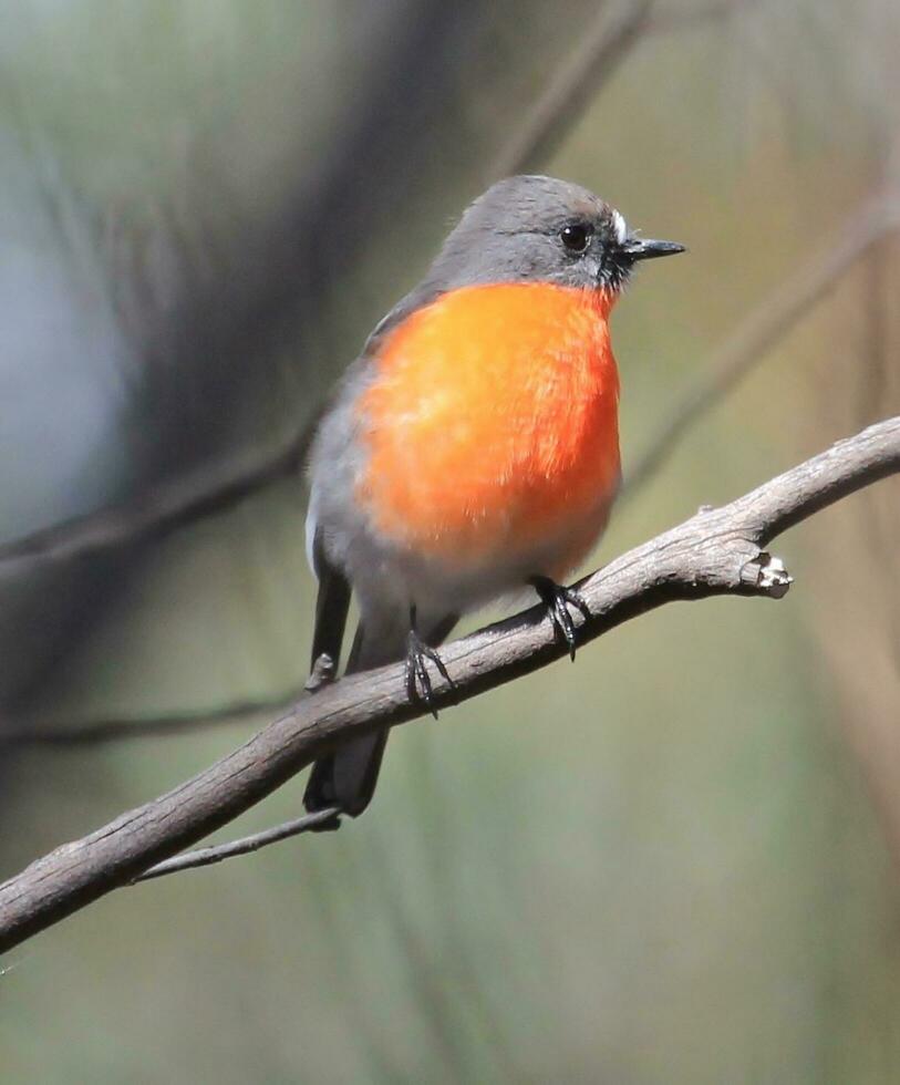 flamma robin i Australien foto