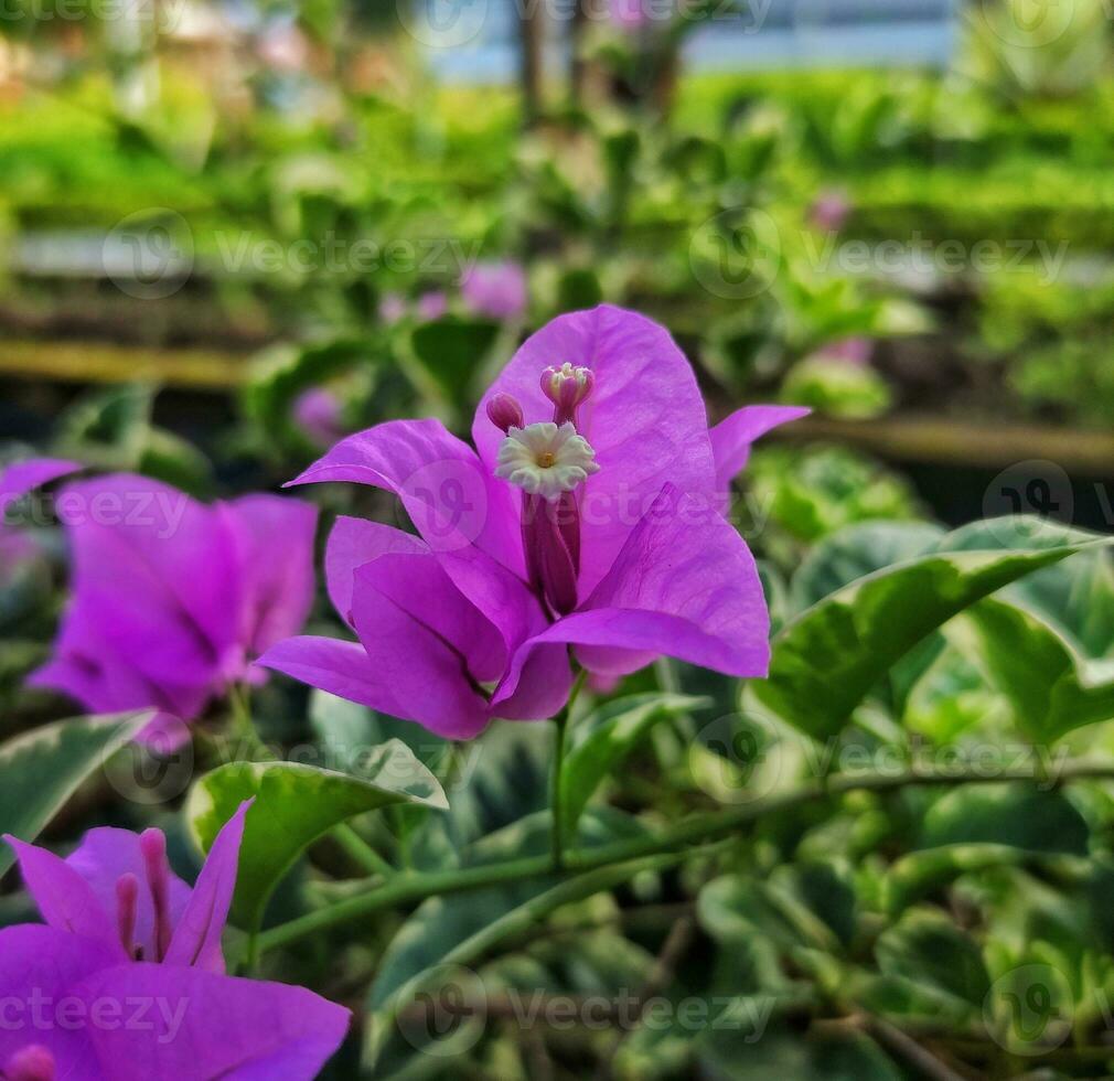 en små blomma lila blomma med suddig bakgrund foto