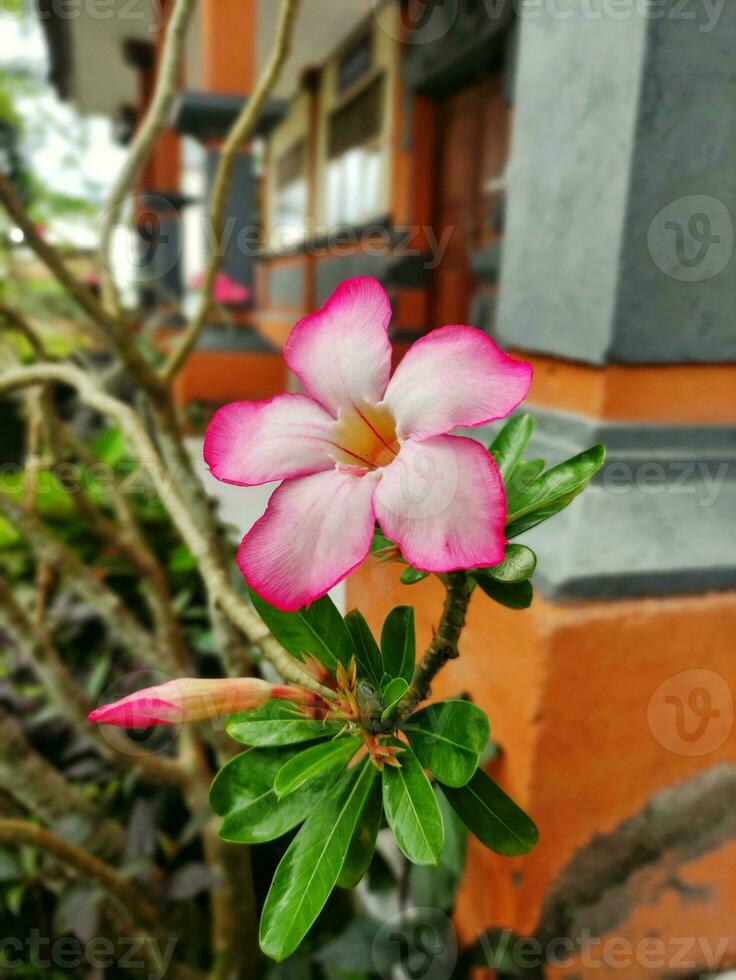 en rosa blomma blomma växt med suddig bakgrund foto