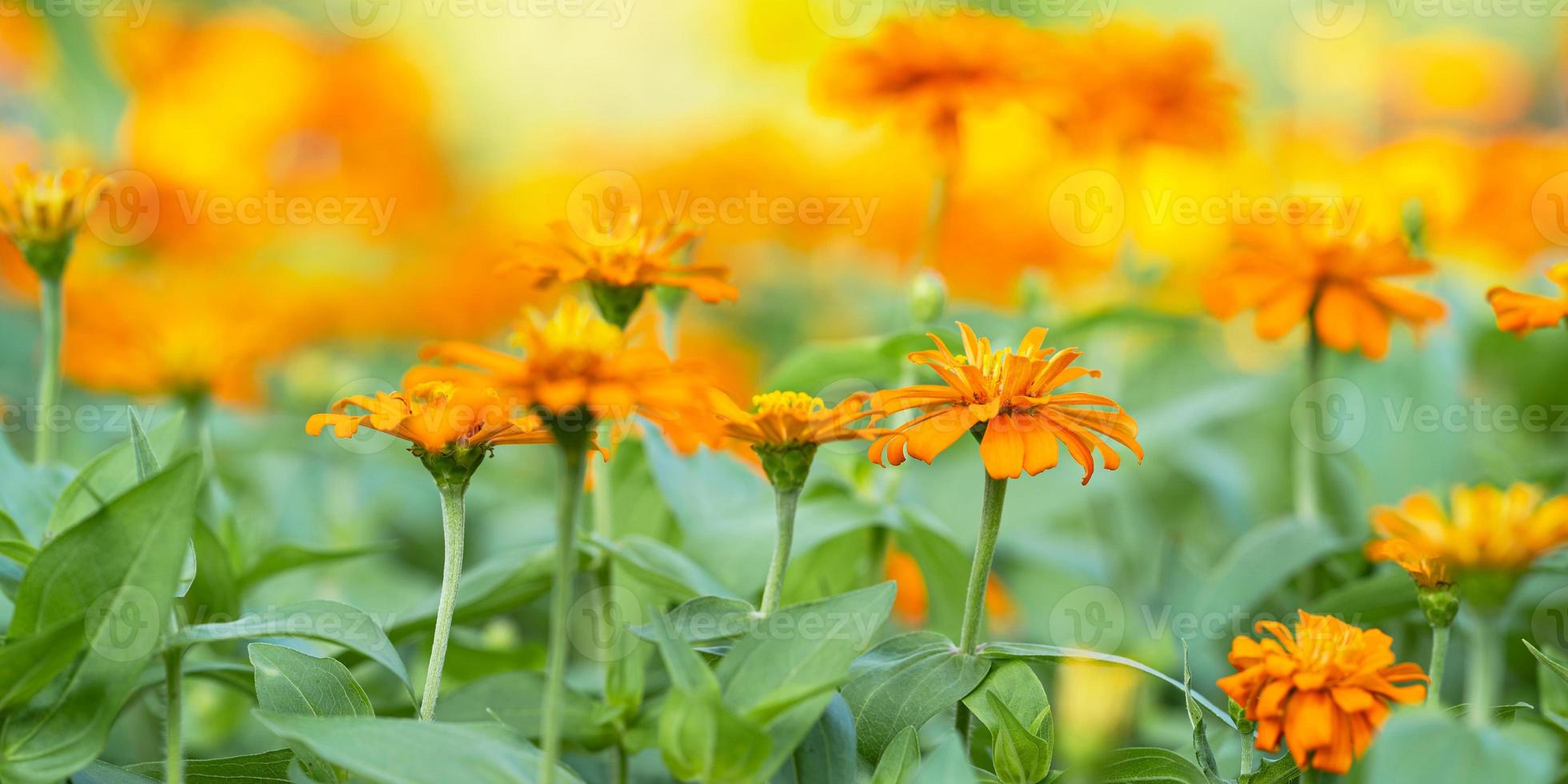 närbild av orange blomma i trädgården foto