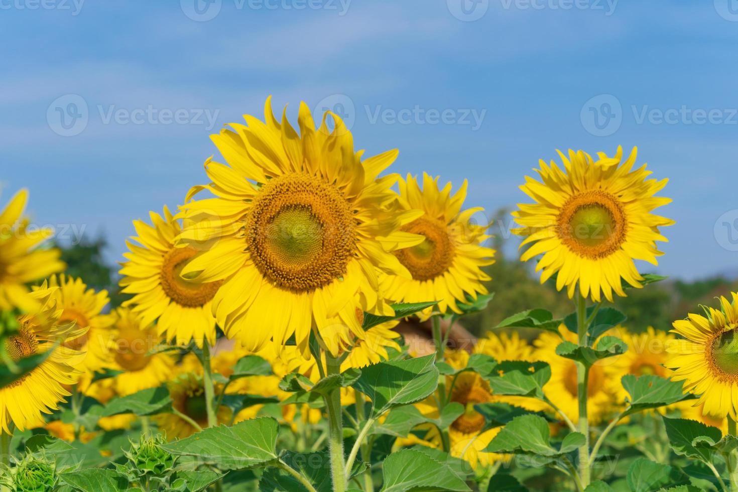 blommande solrosor på naturlig bakgrund foto