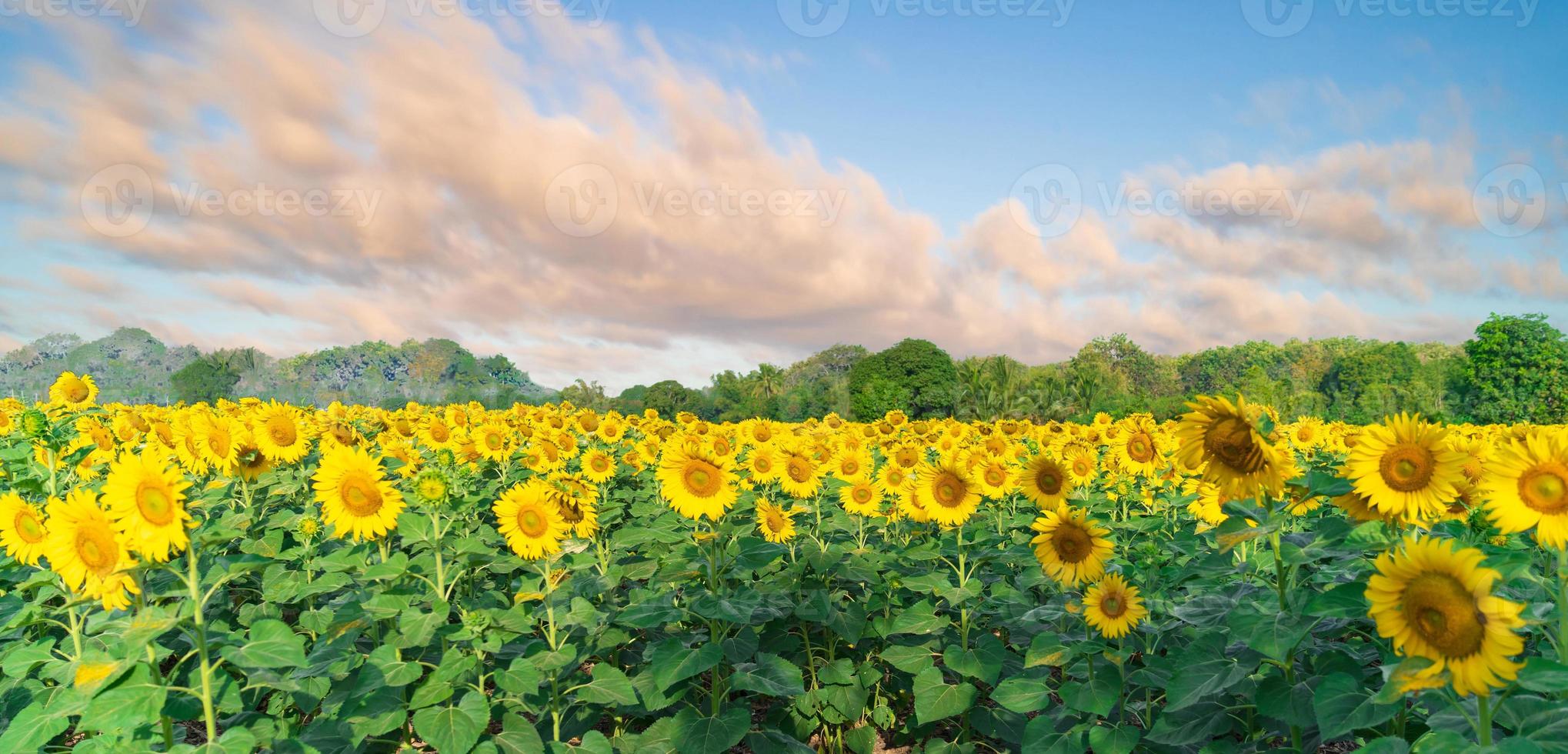 blommande solrosor på naturlig bakgrund foto