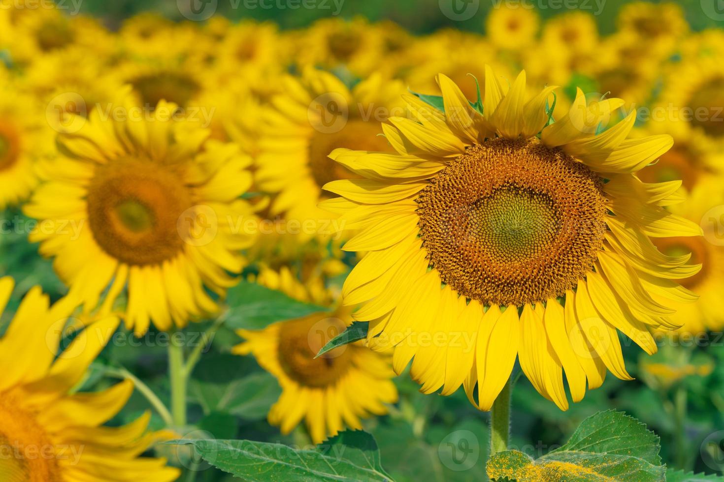 blommande solrosor naturlig bakgrund foto