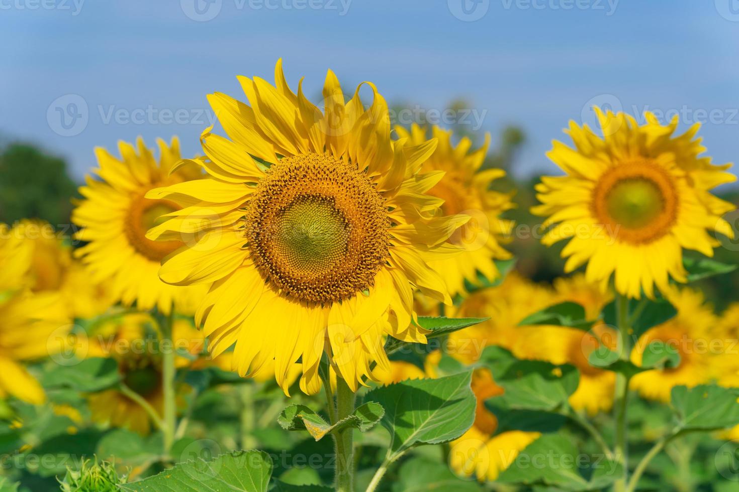 blommande solrosor på naturlig bakgrund foto