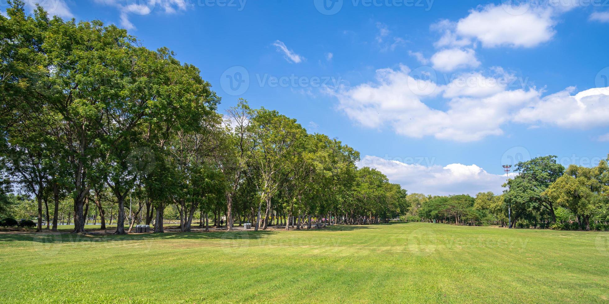 gröna träd i vacker park under blå himmel foto