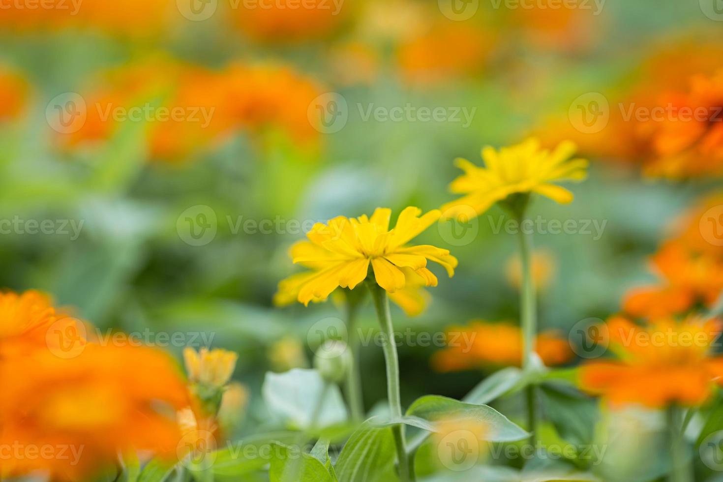 närbild av orange blomma i trädgården foto