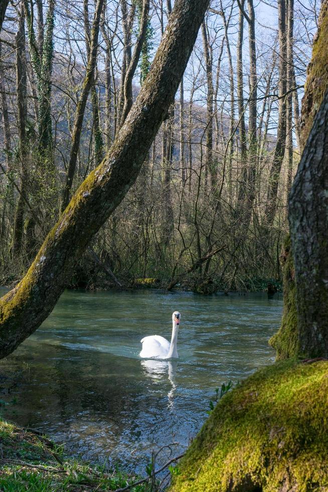 vit svan simmar på sjön i parken foto